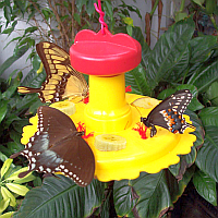 Butterfly Feeders & Food